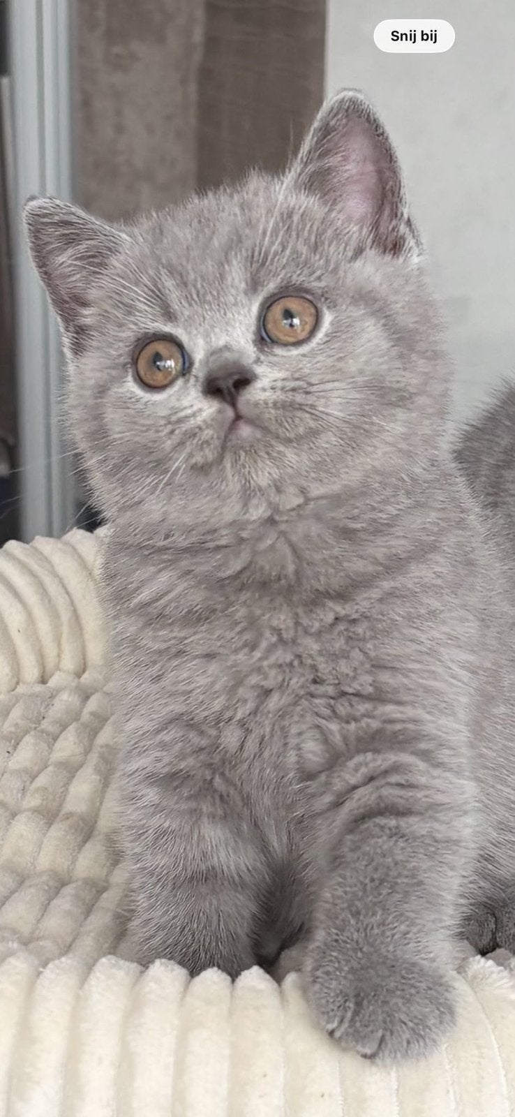 Prachtige brits korthaar kittens met stamboom, Dieren en Toebehoren, Katten en Kittens | Dekkaters
