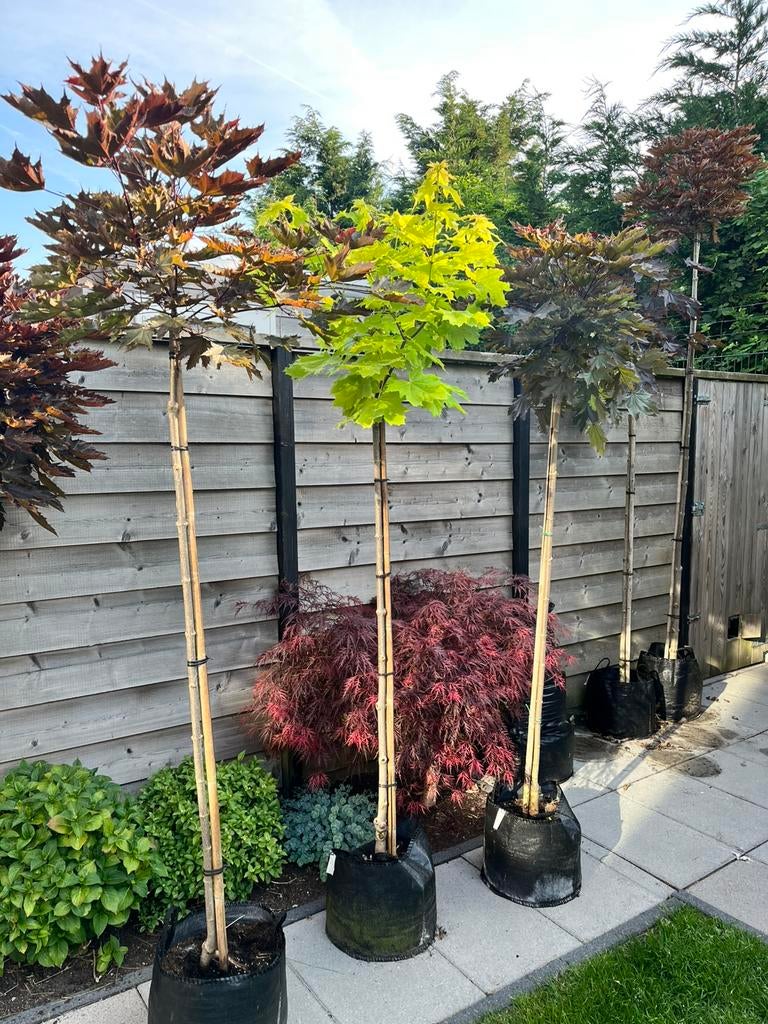 Gele bol esdoorn “ acer pl. Princeton gold” in pot, Tuin en Terras, Planten | Bomen, Halfschaduw, Lente, 100 tot 250 cm, Ophalen
