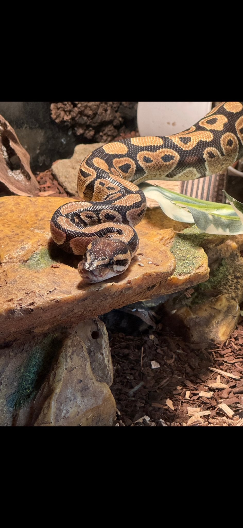 Python regius, Dieren en Toebehoren
