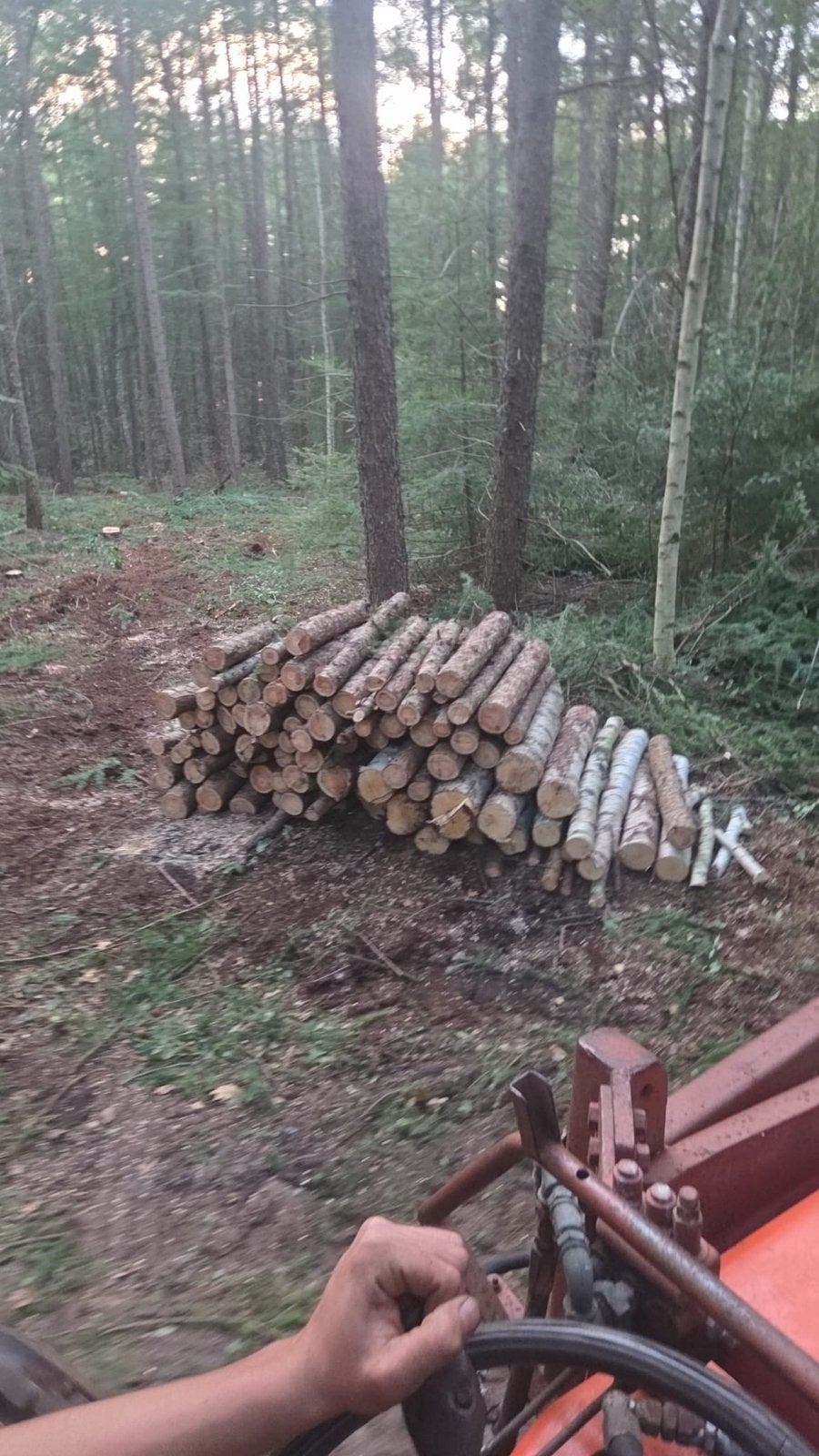 🪵Berken en Lariks hout stammen Te koop!, 6 m³ of meer, Ophalen of Verzenden, Stammen