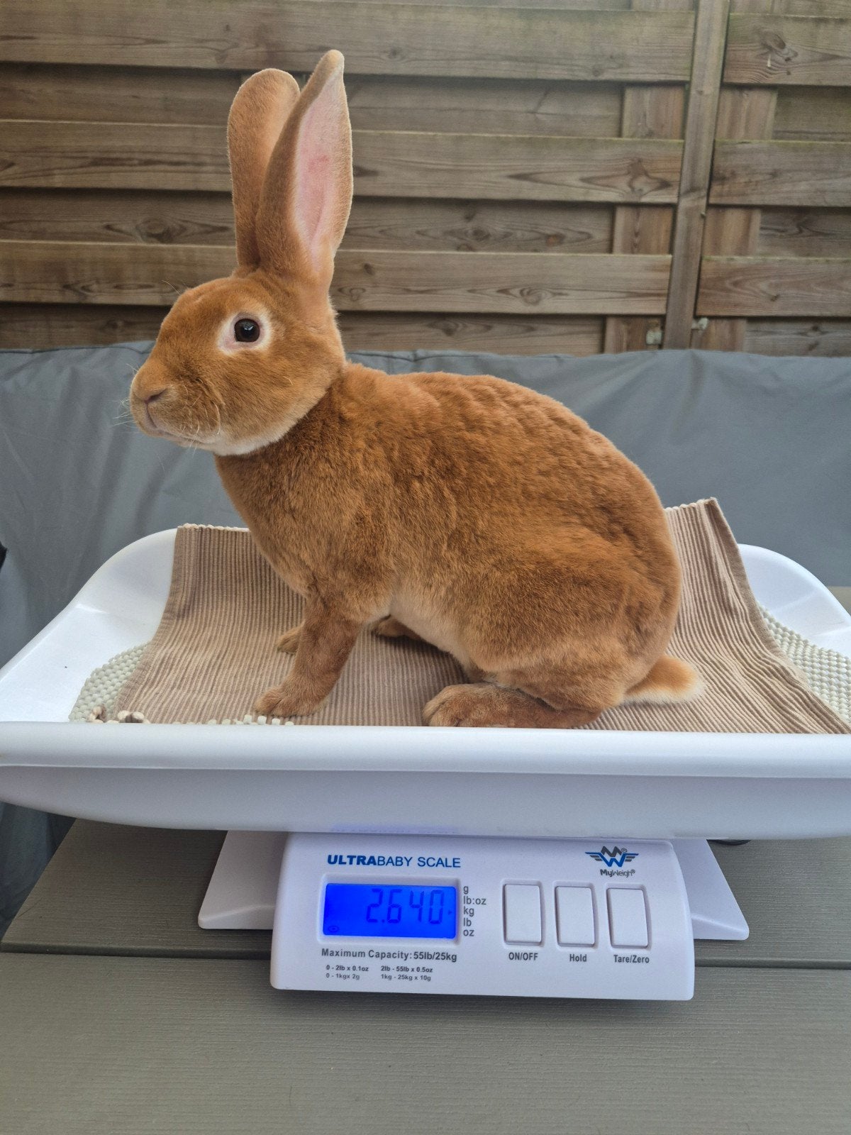 standaard rex konijn geel, Dieren en Toebehoren, Konijnen