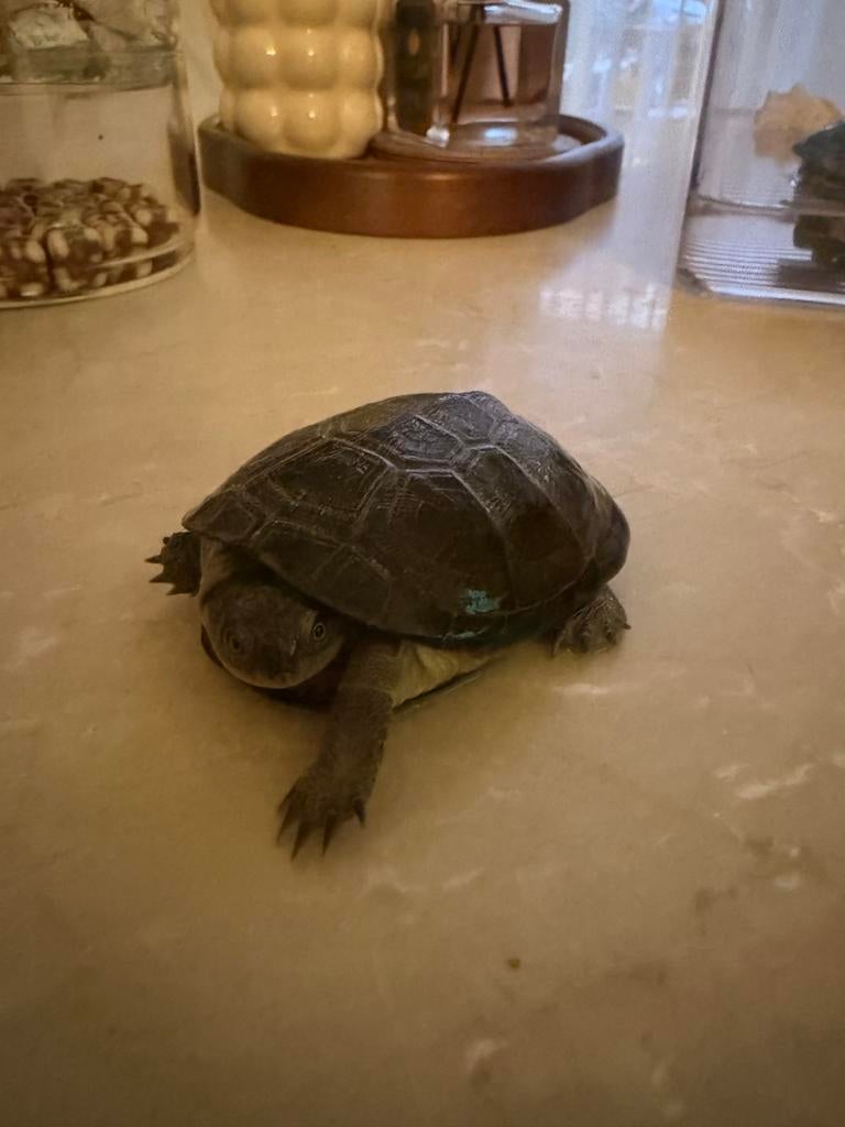Lieve landschildpad zoekt een nieuwe huis., Schildpad, 0 tot 2 jaar