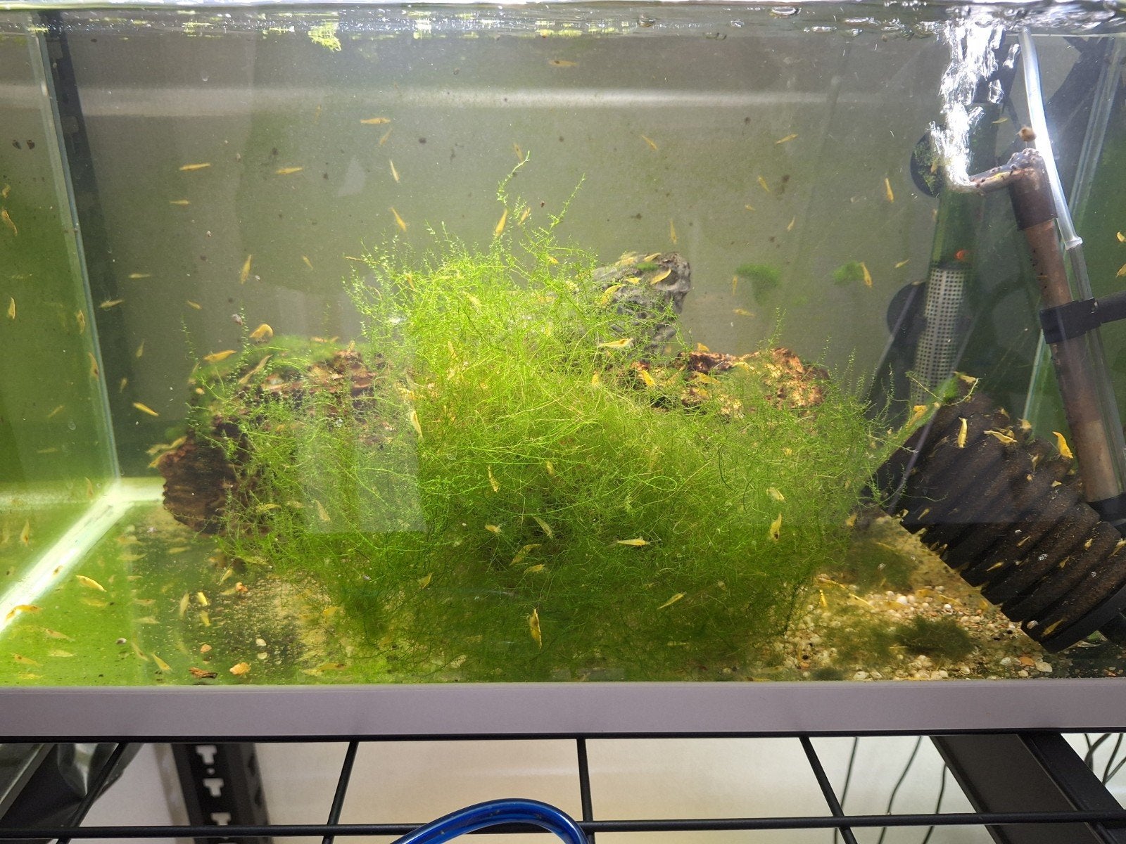 Citroen Garnalen Neocaridina, Dieren en Toebehoren, Kreeft, Krab of Garnaal, Zoetwatervis, Schoolvis