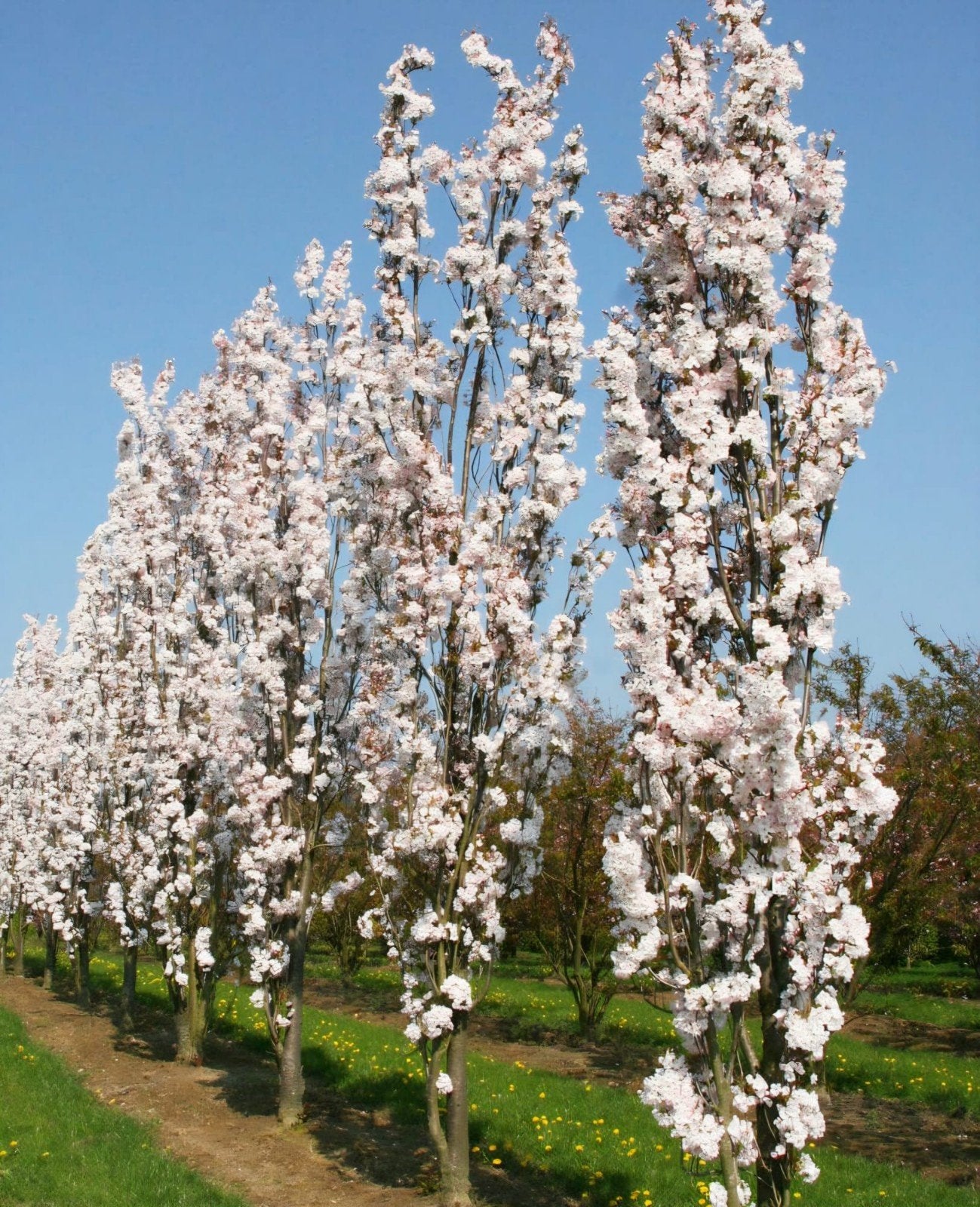 schitterende compacte zuilvormige sierkers!, Tuin en Terras, Ophalen of Verzenden, Lente, 100 tot 250 cm, Zuilboom