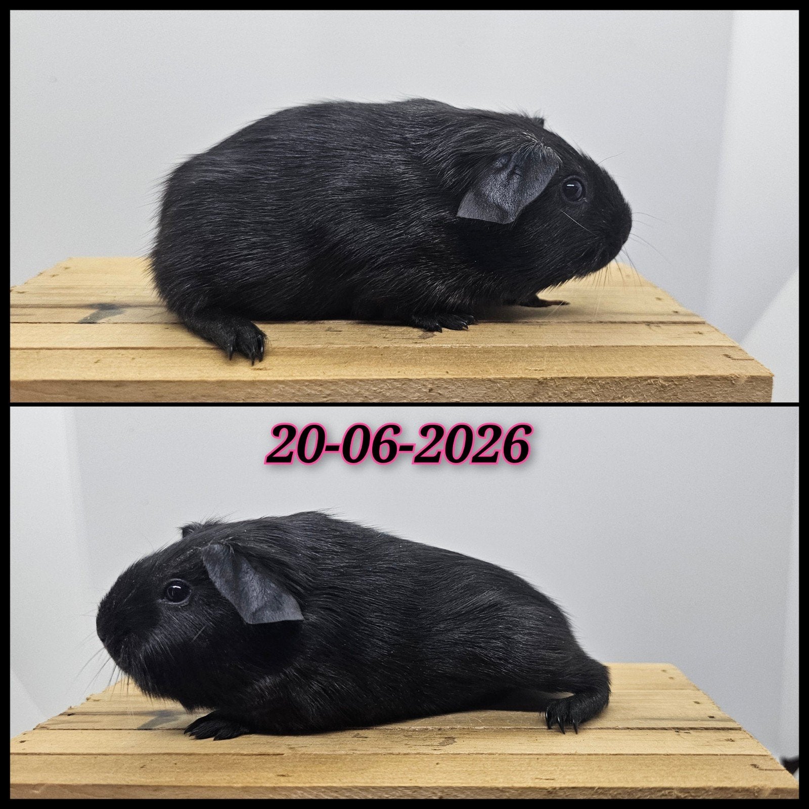 Solid zilveragouti gladhaar zeugje, Dieren en Toebehoren, Cavia, Juni, Vrouwelijk, Tam