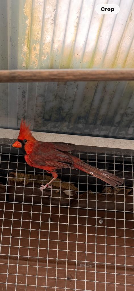 Rode Kardinaal man, Dieren en Toebehoren, Vogels | Overige Vogels, Meerdere dieren, Tropenvogel, Geringd