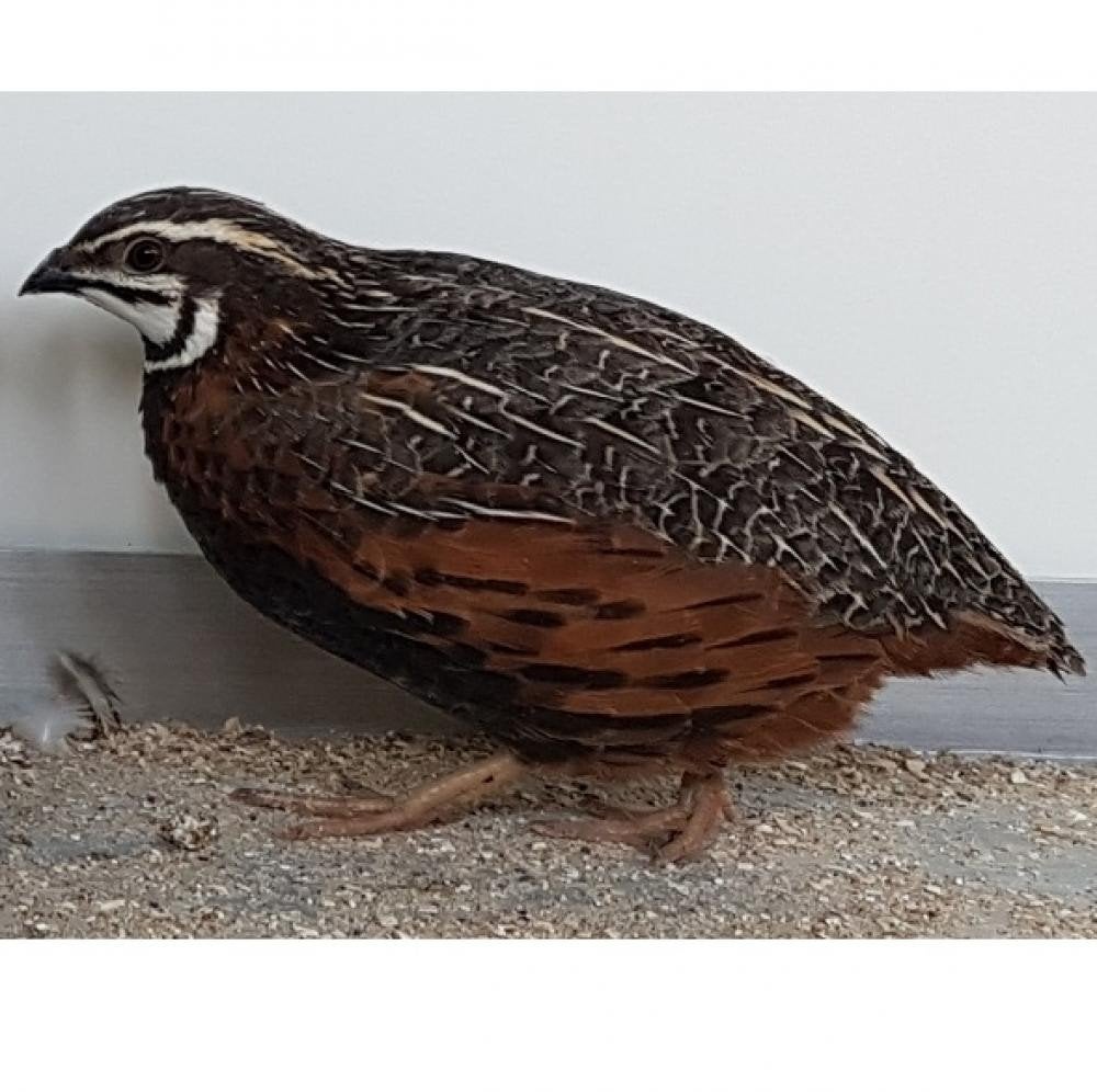 Kweek koppel harlekijn kwartels, Meerdere dieren, Overige soorten