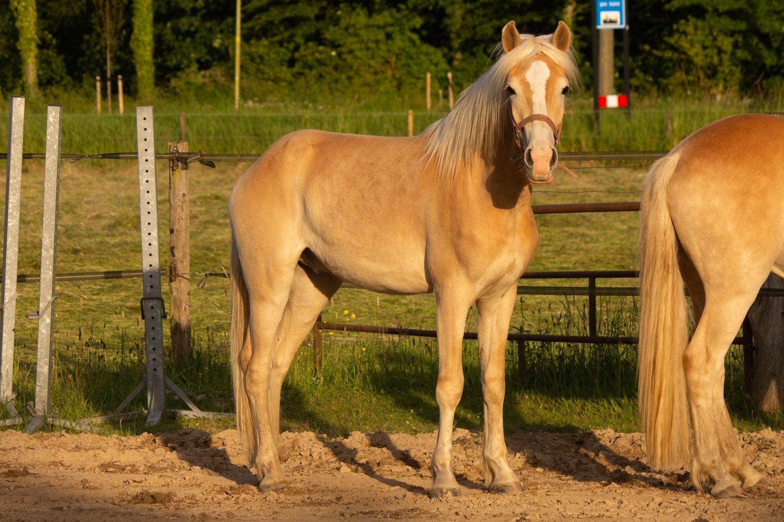 2 jarige haflinger ruin, Ruin, Minder dan 160 cm, Met stamboom, 0 tot 2 jaar