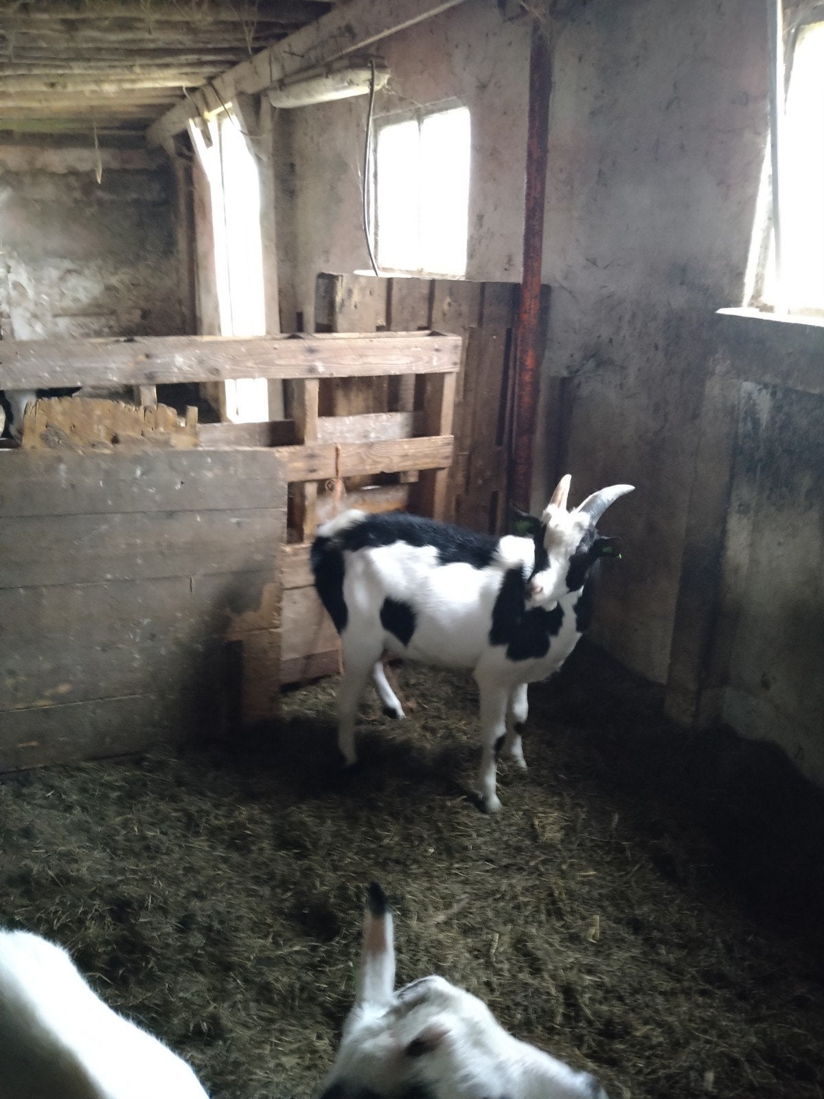 zwartbonte dekbok, Dieren en Toebehoren, Schapen, Geiten en Varkens