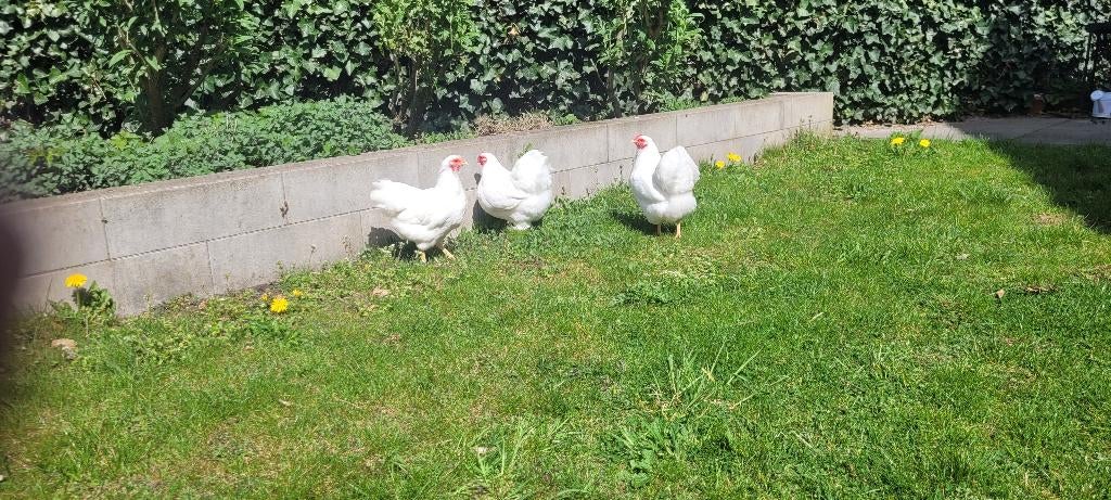 wyandotte krielkippen wit, Dieren en Toebehoren, Pluimvee, Vrouwelijk, Kip