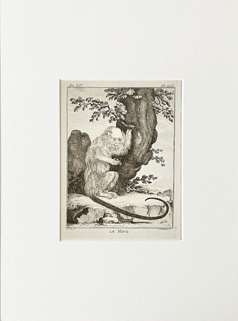 Ets 1783 du buffon in passe-partout en gratis verzending, Antiek en Kunst, Kunst | Etsen en Gravures, Ophalen of Verzenden