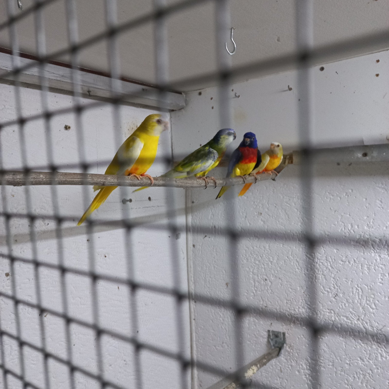 Splendid parkiet, Dieren en Toebehoren, Mannelijk, Parkiet