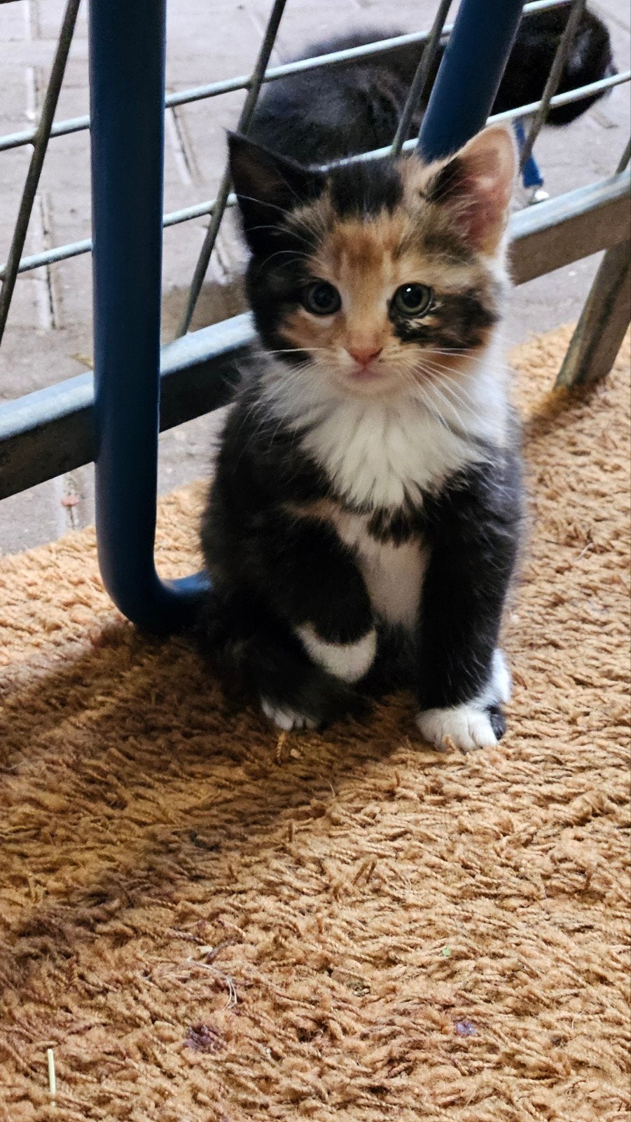 jonge poesjes, kittens, Meerdere dieren