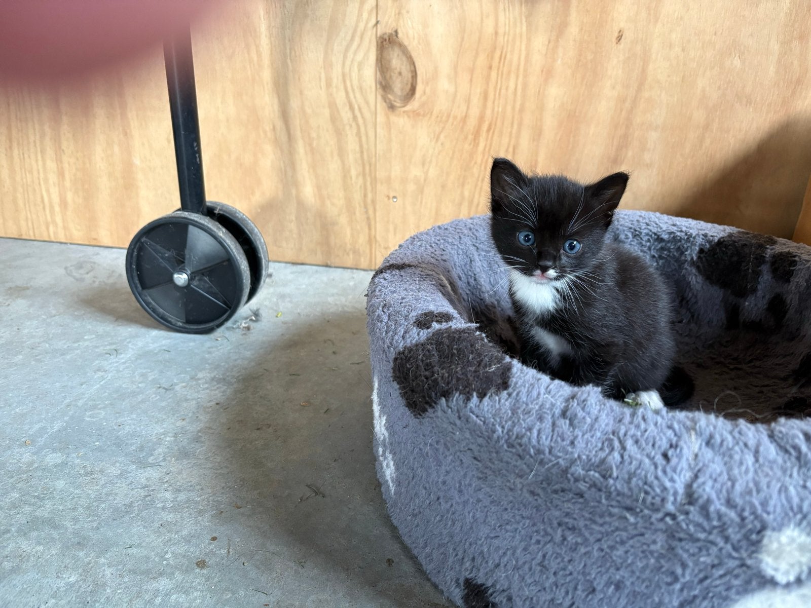 Kitten, Kater