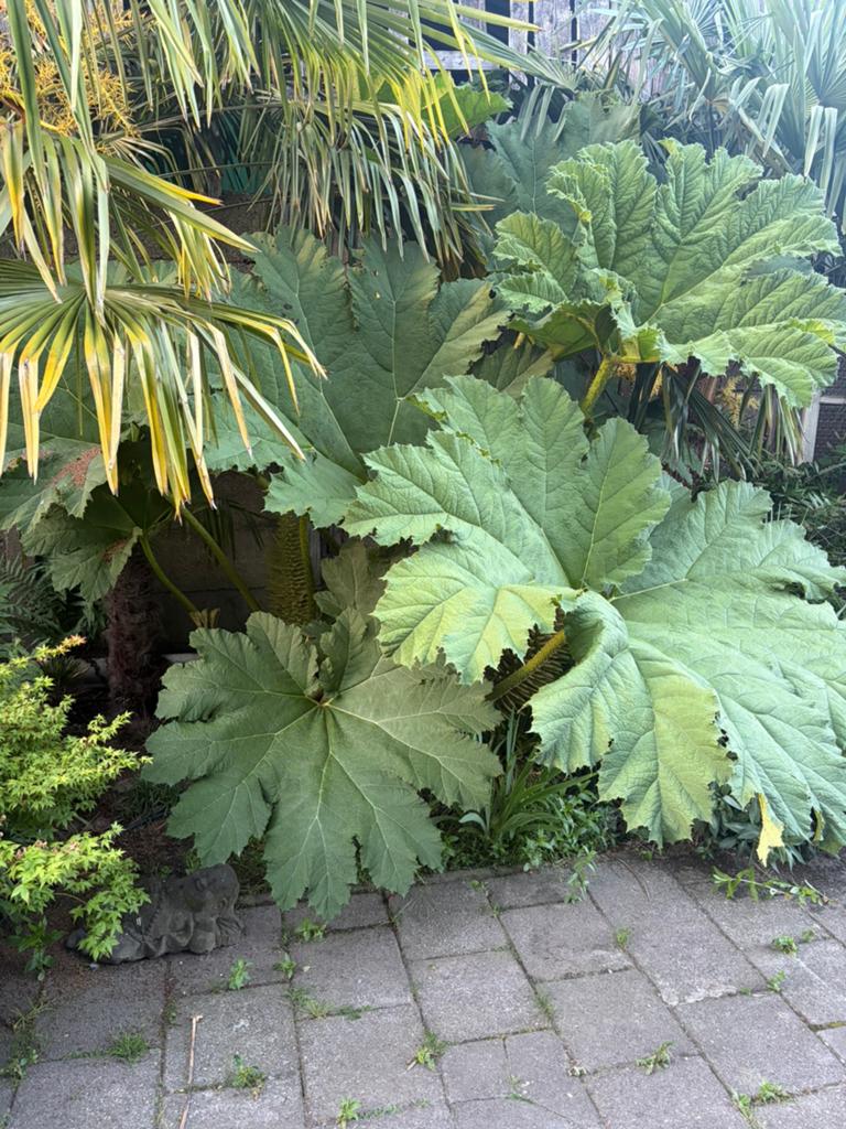 Gunnera manicata, Tuin en Terras, Planten | Tuinplanten, Ophalen, Vaste plant, Overige soorten, Volle zon