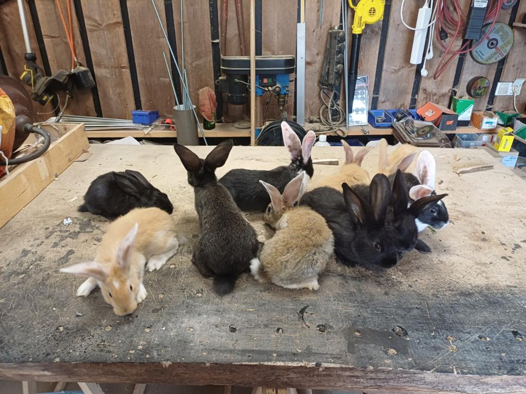 Te koop mooie vlaamse reuzen., Dieren en Toebehoren, April, Meerdere dieren, Overige typen