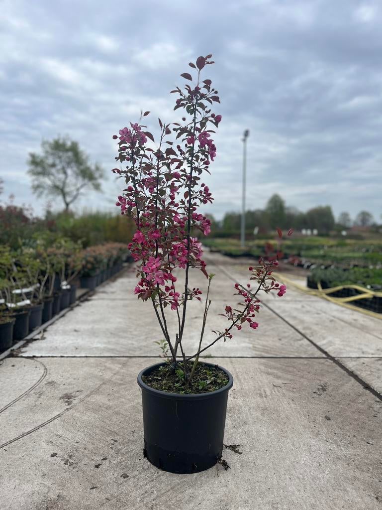 Malus Rudolph, Ophalen, Overige soorten, Volle zon