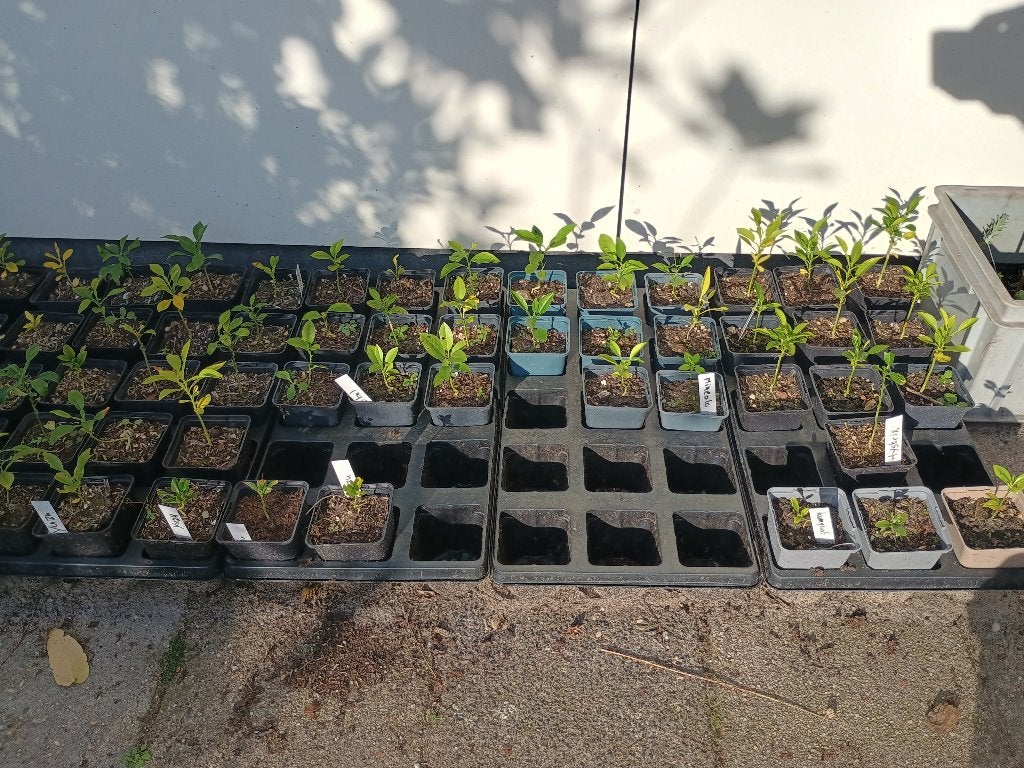 Citrus zaailingen, Lente, Minder dan 100 cm, Volle zon, In pot