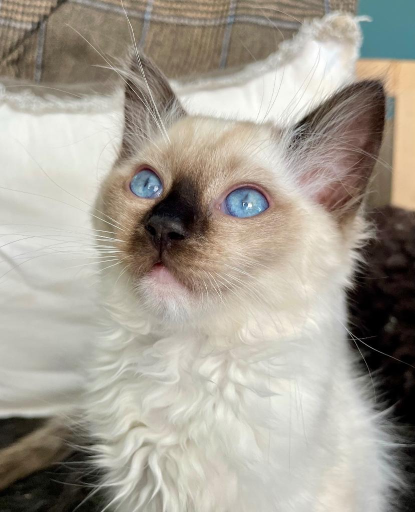 Laatste ragdoll poesje! (oa stamboom, geteste ouders), Dieren en Toebehoren, Poes, Met stamboom, 0 tot 2 jaar
