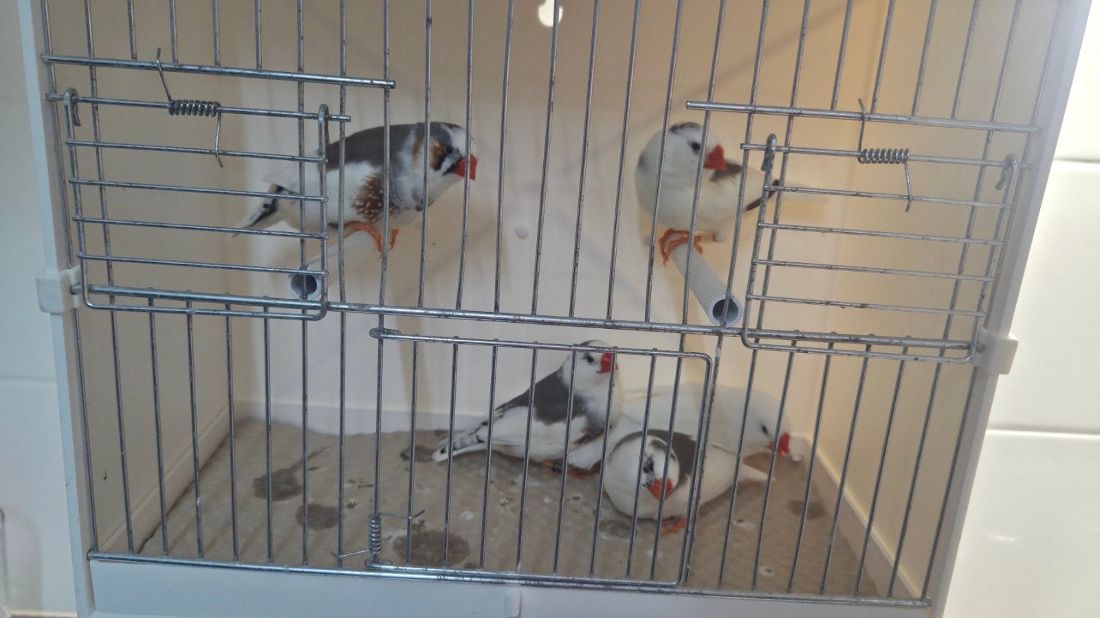 koppels zebravinken Wit x Bont, Meerdere dieren