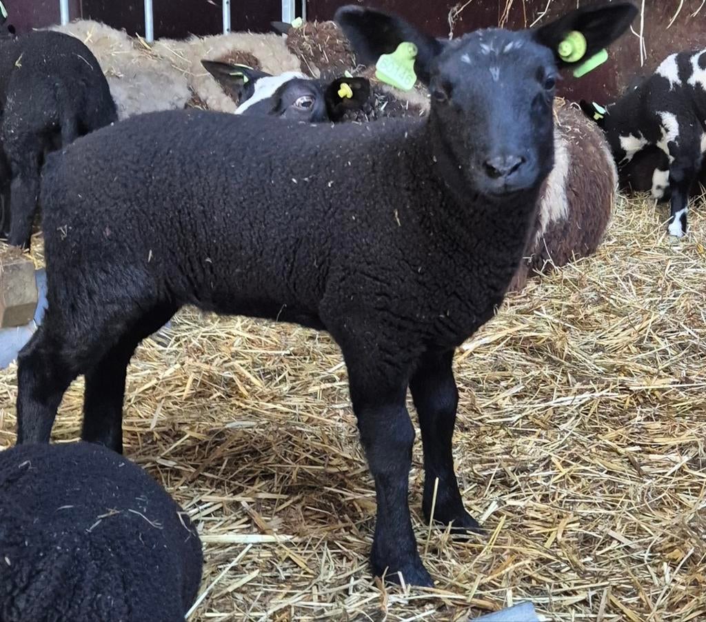 Zwarte ooi, Dieren en Toebehoren, Schapen, Geiten en Varkens, Schaap, Vrouwelijk, 0 tot 2 jaar
