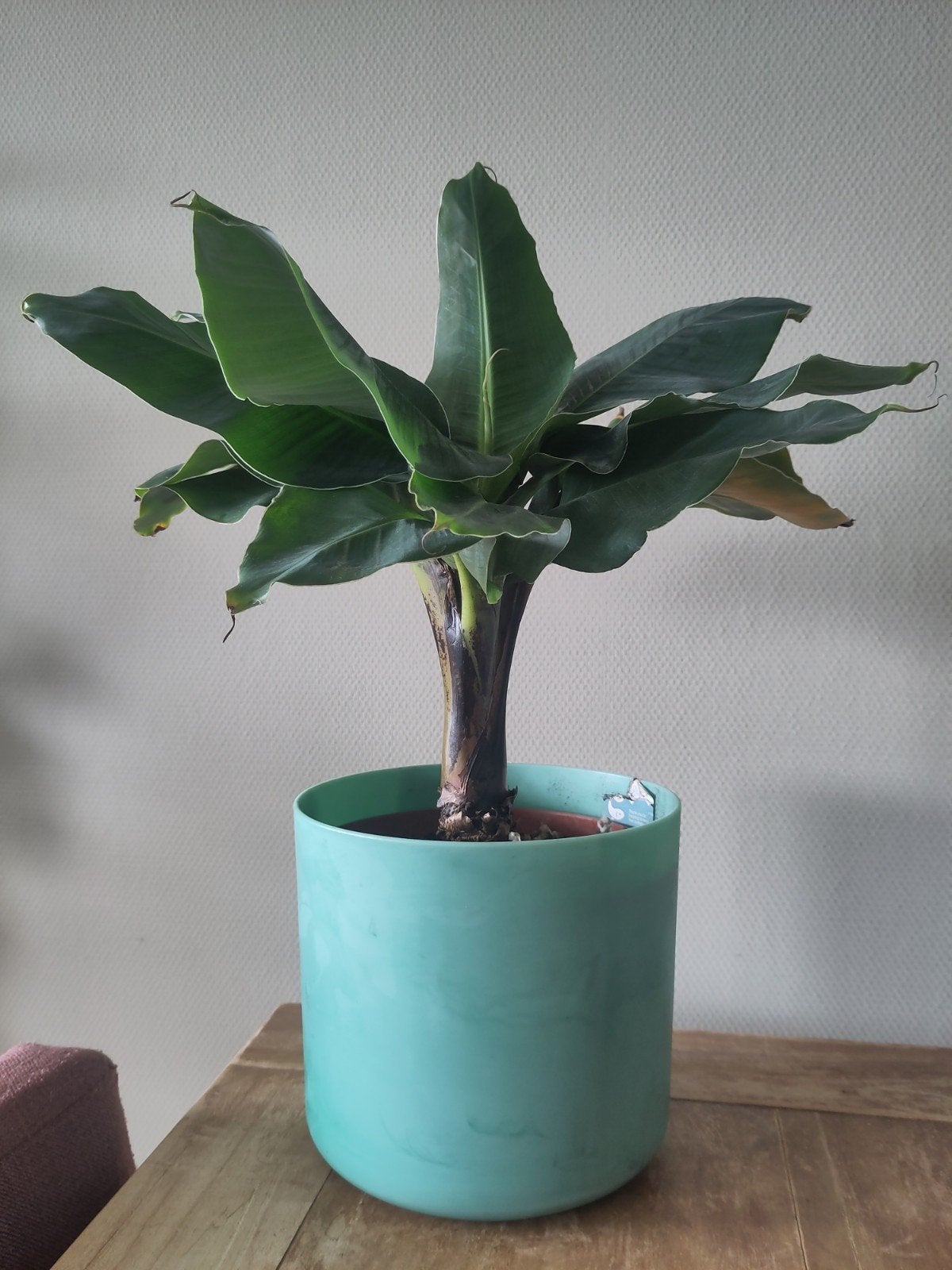 Gezonde bananenplant in Elho kunststof pot, Ophalen, Zo goed als nieuw, Groen, Kunststof