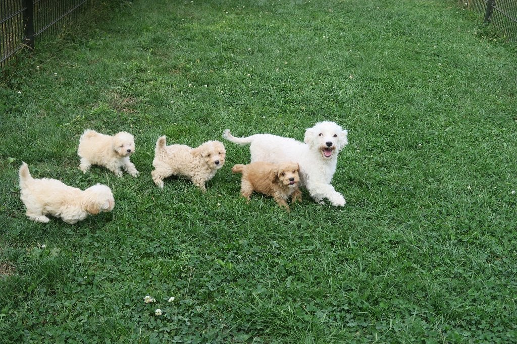 Leuke Kleine Maltipoo pups, Parvo, Maltezer, Nederland, 8 tot 15 weken