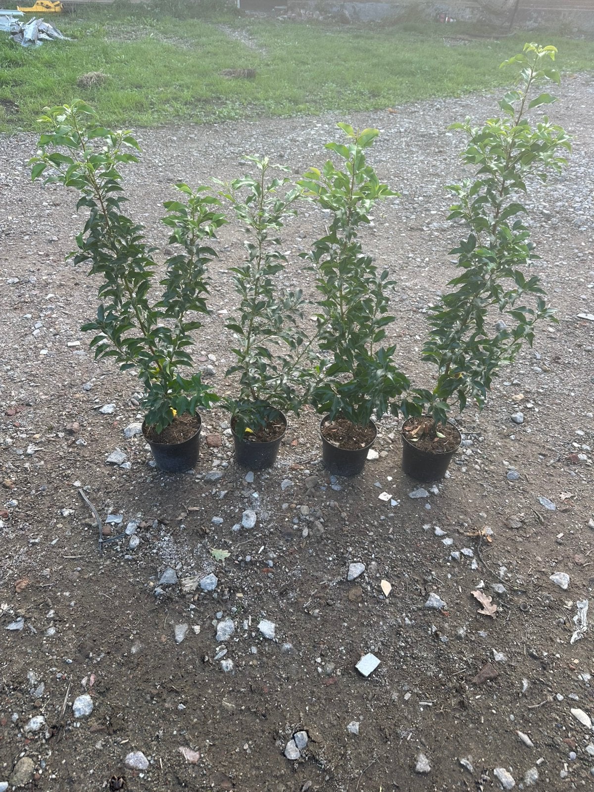 Portugese Laurier, Ophalen, Laurier, 100 tot 250 cm