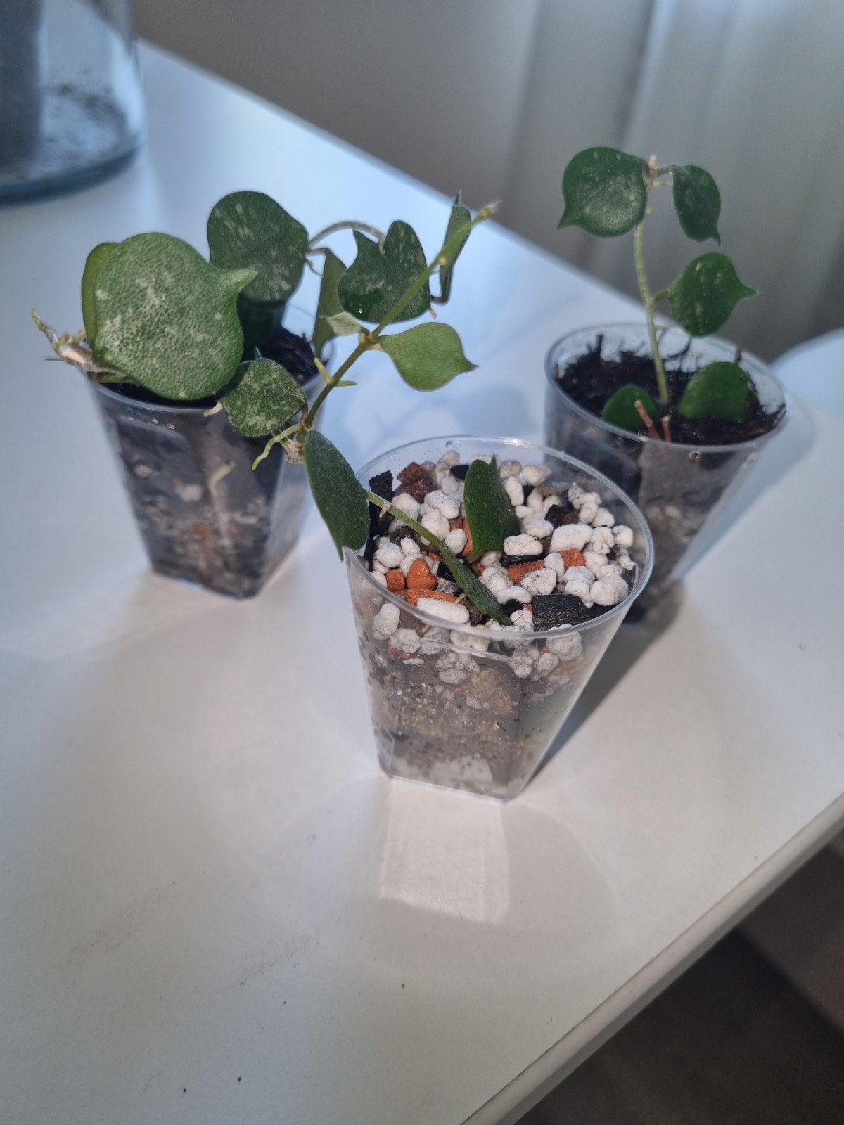 Hoya curtisii, Ophalen of Verzenden, Halfschaduw, Minder dan 100 cm
