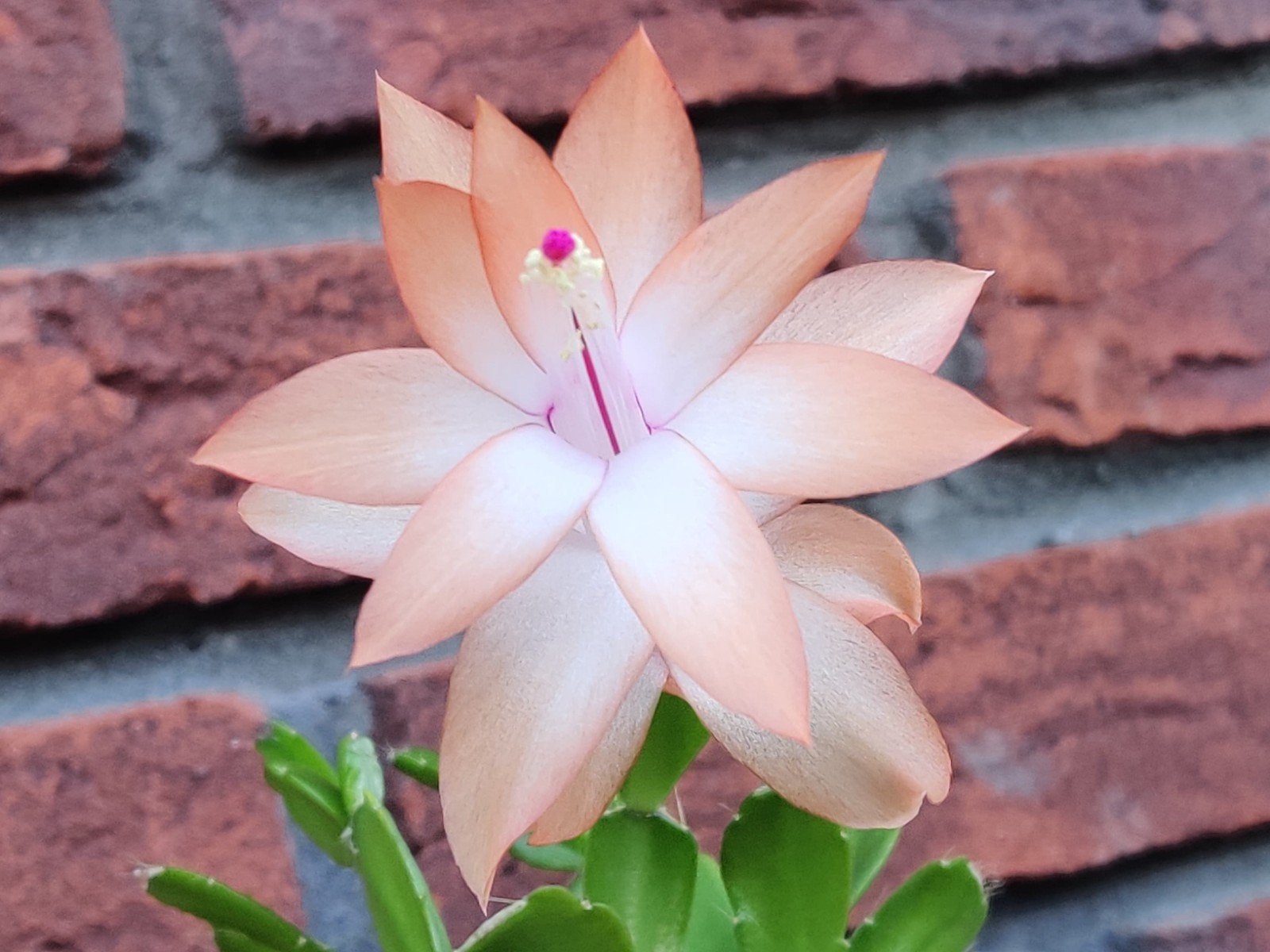 Schlumbergera buckleyi 'Louanna Lunde' stek ongeworteld, Verzenden, Halfschaduw, Minder dan 100 cm