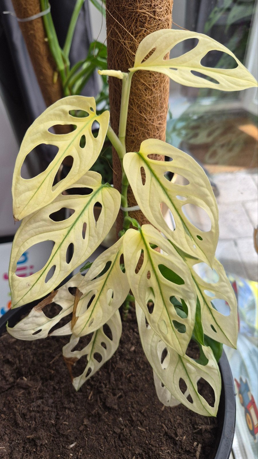 monstera andansonii full moon, Huis en Inrichting, Ophalen of Verzenden, Halfschaduw, Minder dan 100 cm