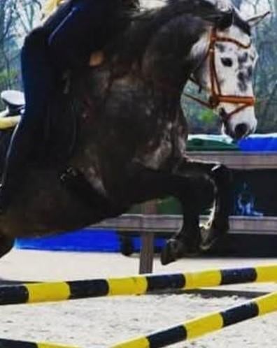 Foto 9 van STAL LUXOR/Aankoop begeleiding bij uw paard