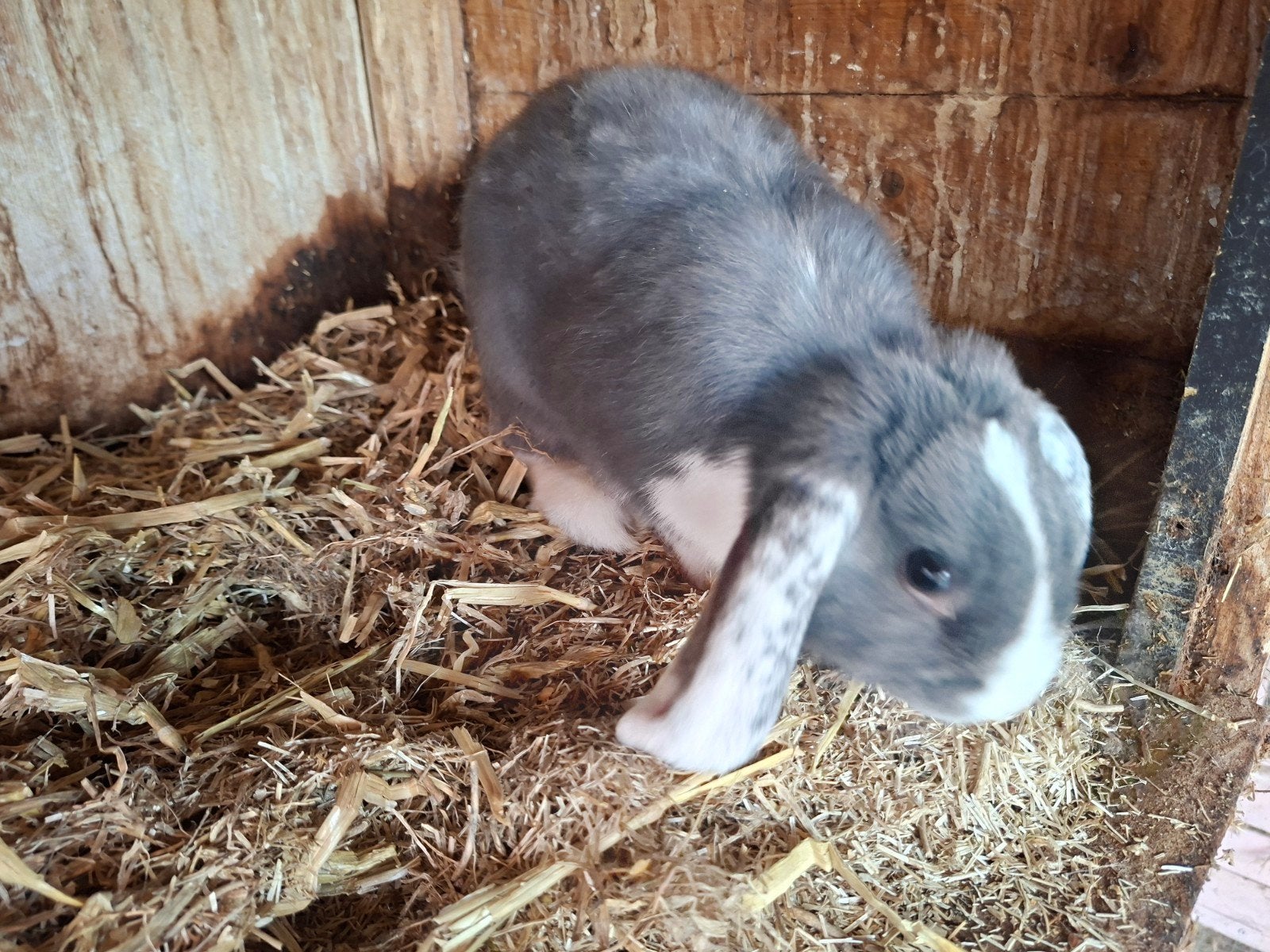 Mooie ram zoekt nieuw huisje, Dieren en Toebehoren, Mannelijk, Middelgroot, Hangoor, 0 tot 2 jaar