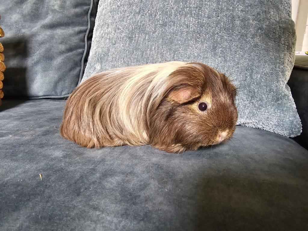 Cavia sheltie zeugje en beertje, Dieren en Toebehoren, Juli, Meerdere dieren, Cavia