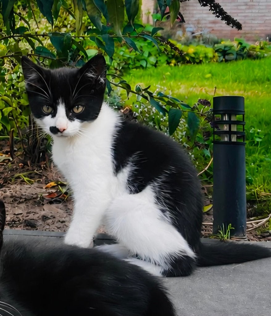 kittens, Meerdere dieren, Ontwormd, 0 tot 2 jaar