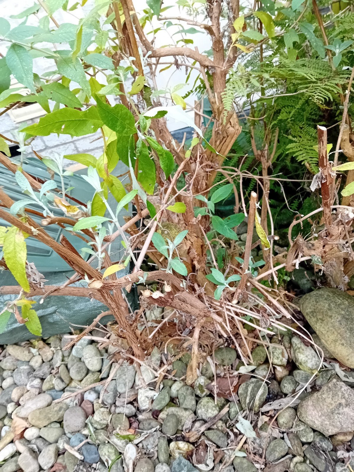 3 Vlinderstruiken en een kiwiplant., Ophalen, Halfschaduw, Overige soorten, 100 tot 250 cm