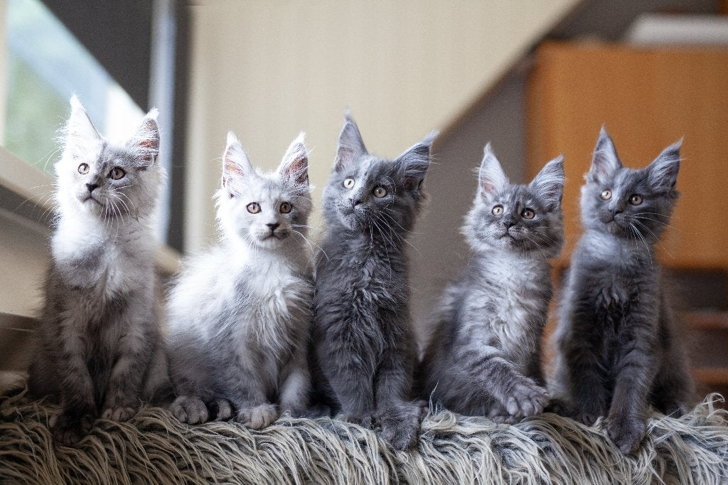 Maine Coon kittens met stamboom, Dieren en Toebehoren, Meerdere dieren, Met stamboom, 0 tot 2 jaar