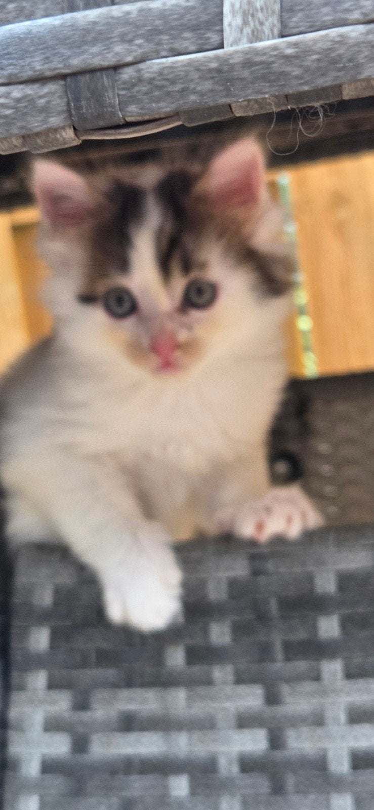 Mooie sociale kittens Noorse boskat x, Dieren en Toebehoren, Katten en Kittens | Raskatten | Langhaar, Kater, Ontwormd, 0 tot 2 jaar