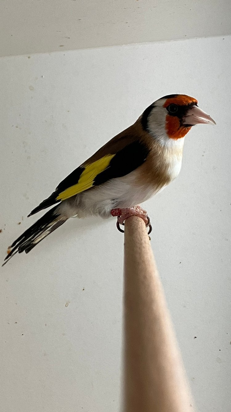 Major putter, Dieren en Toebehoren, Vogels | Overige Vogels, Mannelijk, Wildzangvogel, Geringd