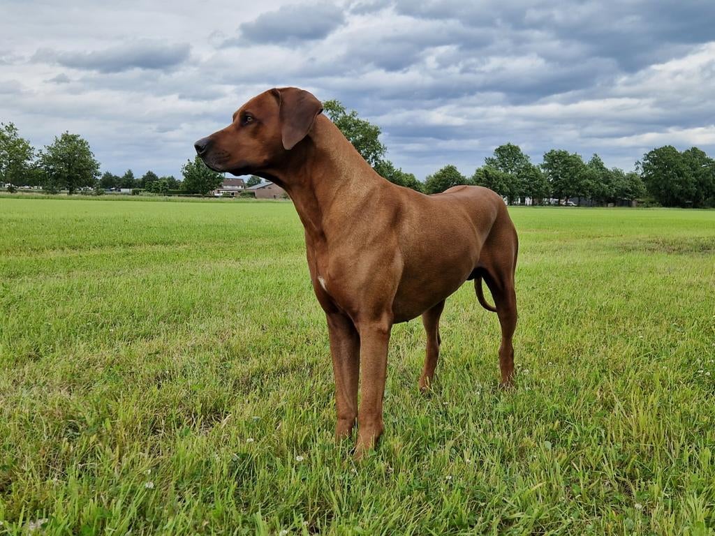 Prachtige Rhodasian Ridgeback dekreu, 6 jaar of ouder, Parvo, Eén hond, Nederland