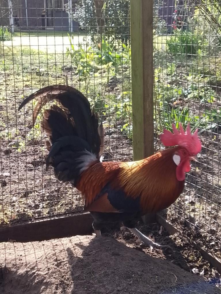 Drentse hoen haan, Dieren en Toebehoren, Pluimvee, Mannelijk, Kip