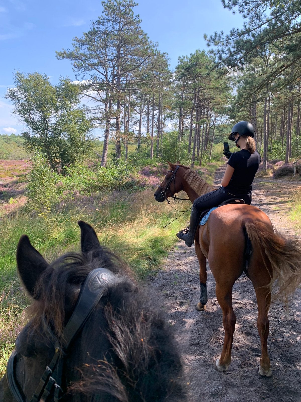 Bijrijder/leaser gezocht paard, Dieren en Toebehoren, Stalling en Weidegang