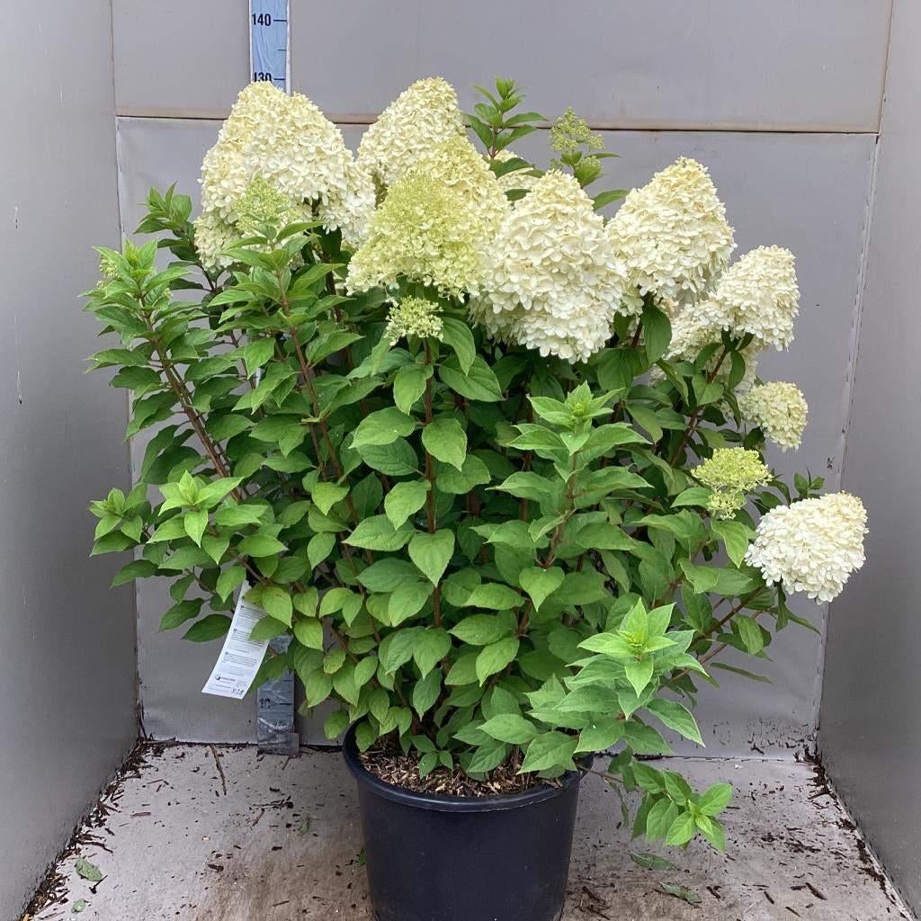 Pluimhortensia, Hydrangea Paniculata Limelight, Ophalen, Hortensia, Struik, Minder dan 100 cm