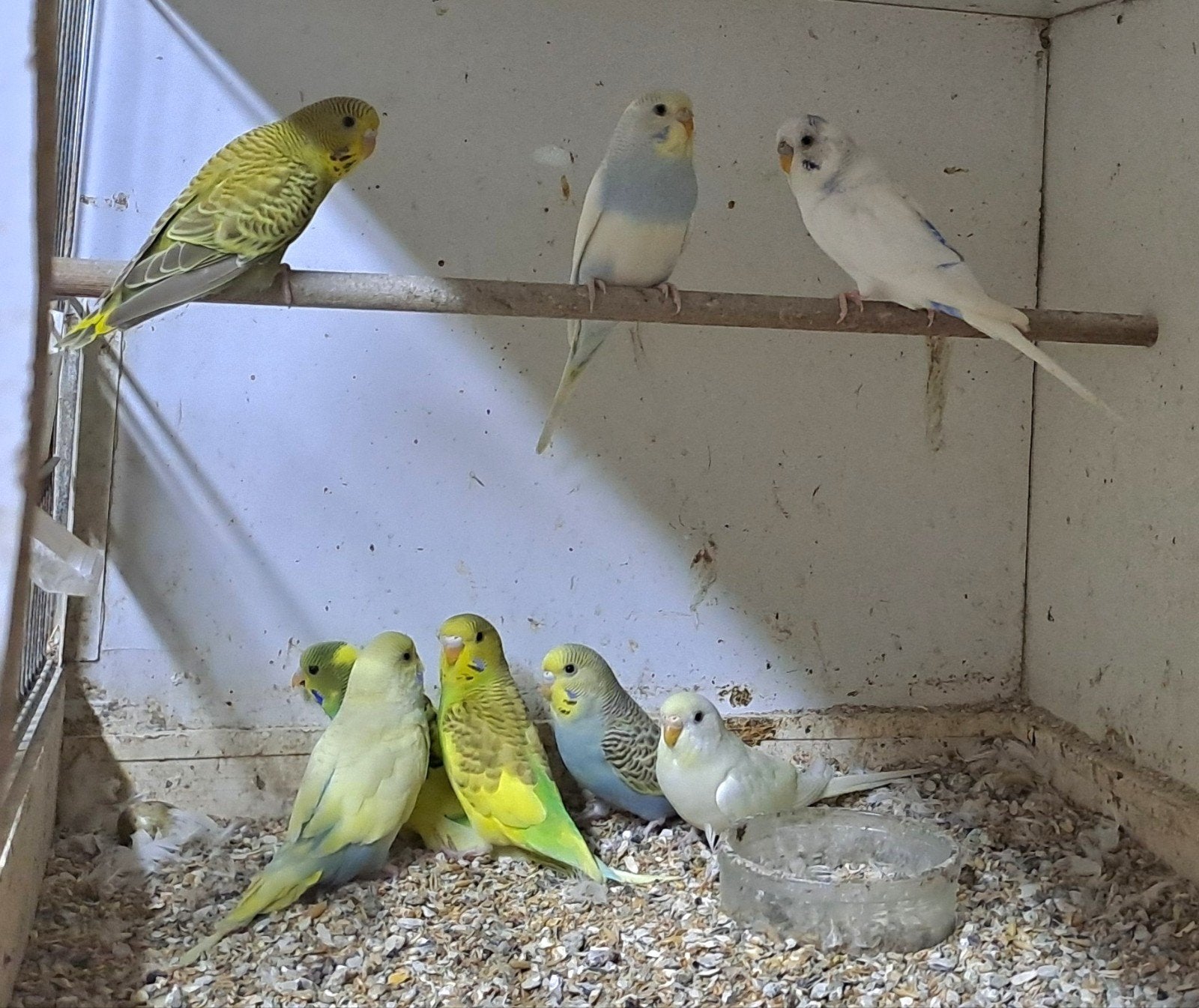 Grasparkieten, Meerdere dieren, Parkiet