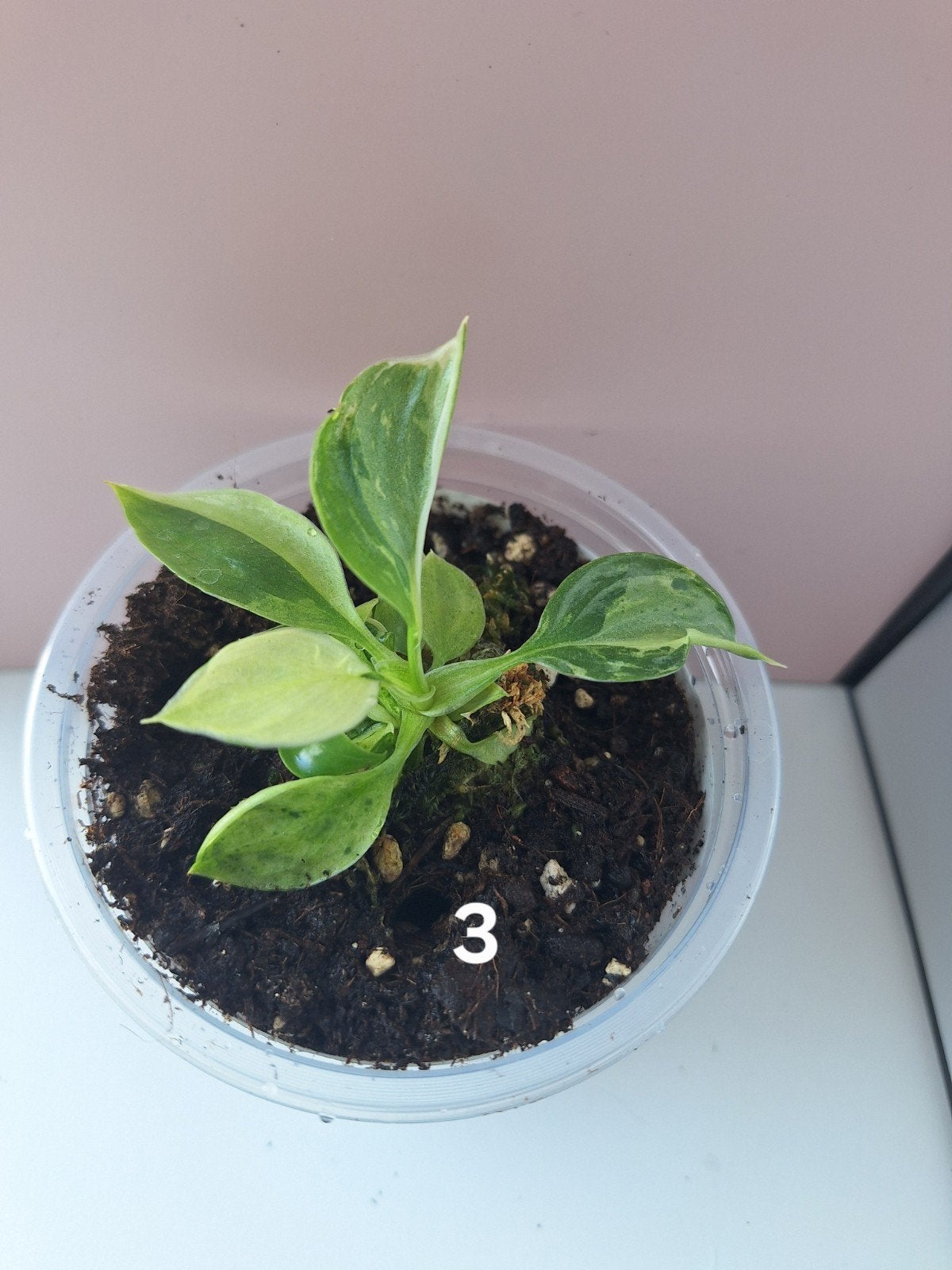 Philodendron Jose Buono variegata, Huis en Inrichting, Kamerplanten, Verzenden