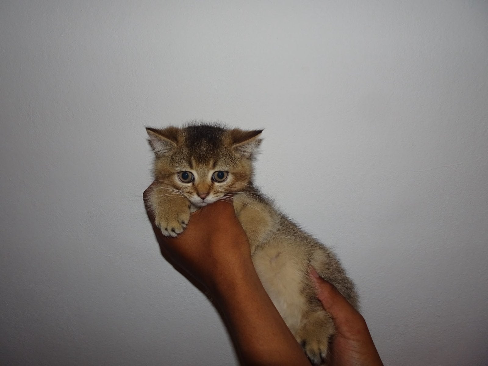 Britse korthaar kittens 500 euro mogen direct weg, Dieren en Toebehoren, Meerdere dieren, Ontwormd