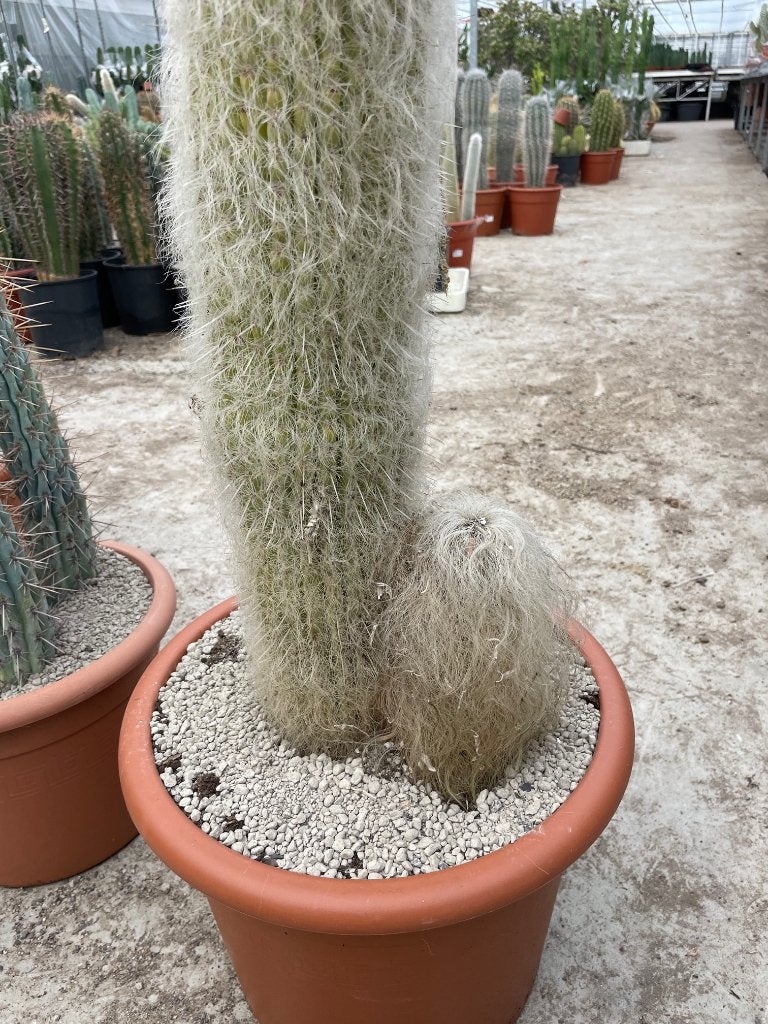 Cactus Cephalocereus Senilis (Grijsaard) hoogte 100 cm, Huis en Inrichting, 100 tot 150 cm, Ophalen of Verzenden, Bloeiende kamerplant