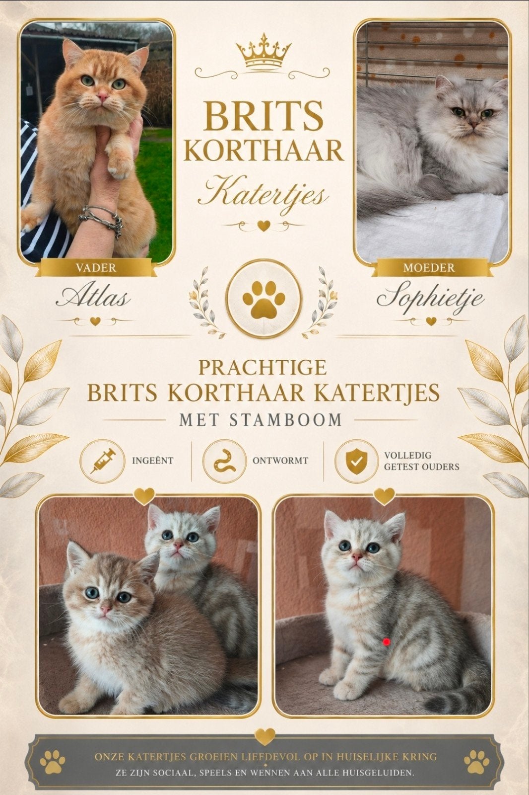 Brits korthaar kittens met stamboom., Kater, Met stamboom