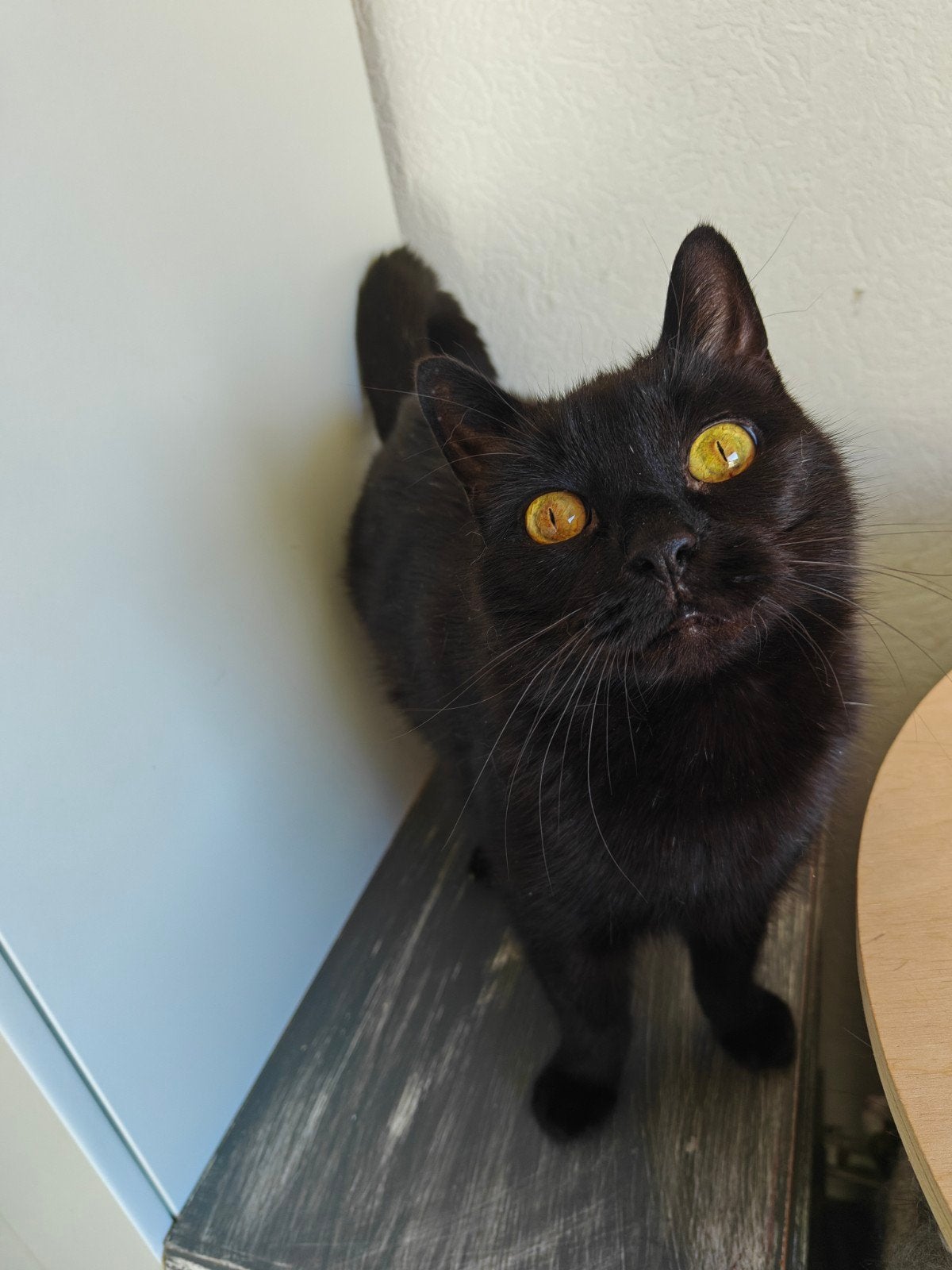 Hugo 9 jaar, Kater, 6 jaar of ouder