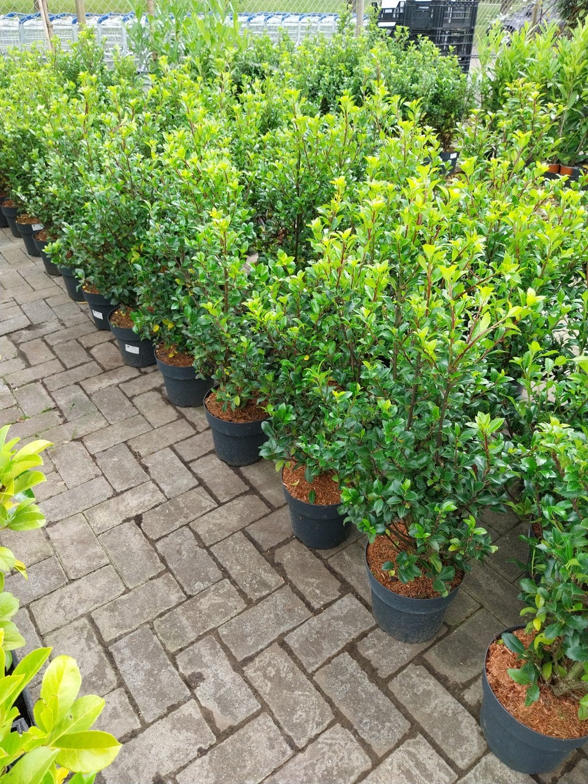 Ilex Heckenstar - Winterharde Hulst voor Hoge Hegen, Vaste plant, Bloeit niet, Halfschaduw, Ophalen